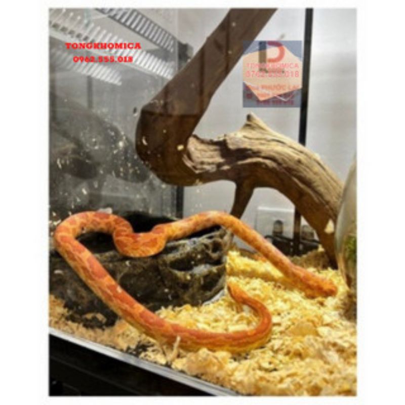 Tank rắn/bò sát mica cao cấp | Shopee Việt Nam