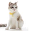 Vòng cổ hình chân thú cưng cute cho chó mèo