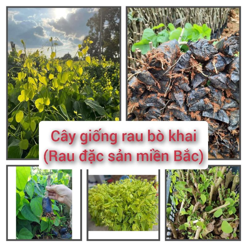 Cây rau bò khai (rau đặc sản miền Bắc) | Shopee Việt Nam