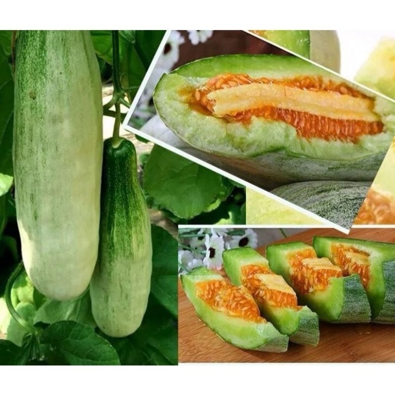💥 Hạt Giống Dưa Lê Chuối Mật😊 Ngọt Lịm🤗 chất lượng vượt trội