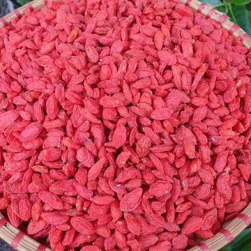Kỷ tử đỏ, Câu kỷ tử loại đỏ đẹp sấy khô tốt cho sức khỏe tăng miễn dịch, sáng mắt