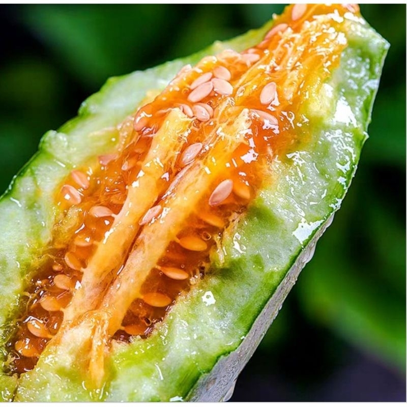 💥 Hạt Giống Dưa Lê Chuối Mật😊 Ngọt Lịm🤗 chất lượng vượt trội