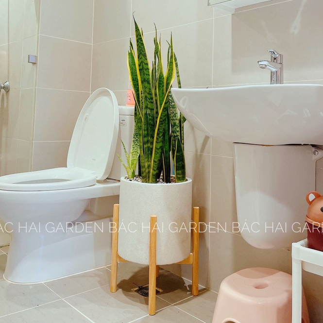 ĐÔN GỖ TỰ NHIÊN KÊ CHẬU ĐK 25cm và 30cm
