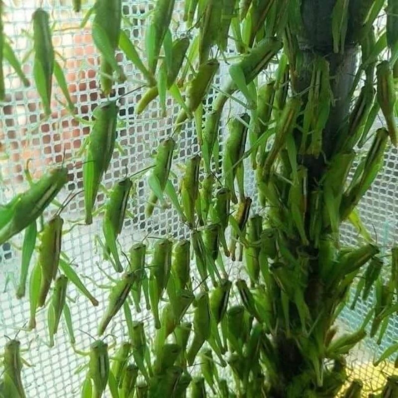 Mùng nuôi cào cào hay còn gọi là lồng lưới nuôi châu chấu 1x1x1 có đáy