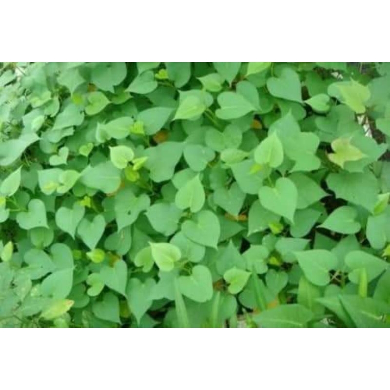 cây giống rau lang | Shopee Việt Nam
