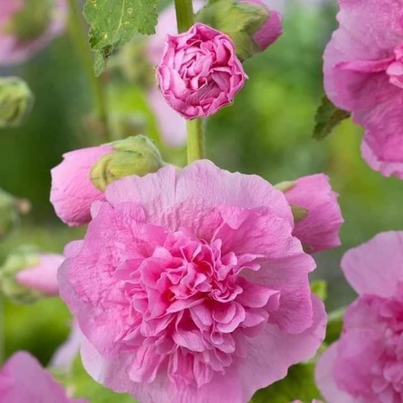 Hạt giống Hoa Mãn Đình Hồng Mix Màu 😊 Siêu Xinh😊  nhập khẩu xịn xò