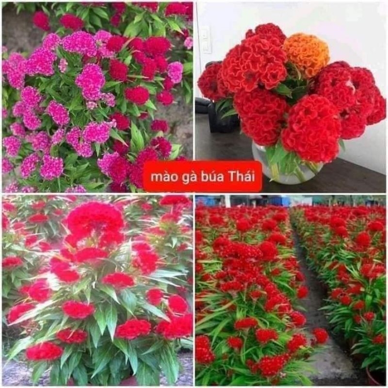 100 hạt giống hoa mào gà búa Thái Lan 💚 CỰC XINH😚 siêu dễ trồng.