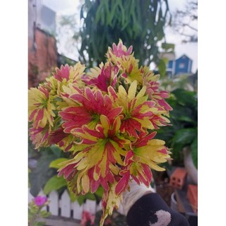 cây lá gấm