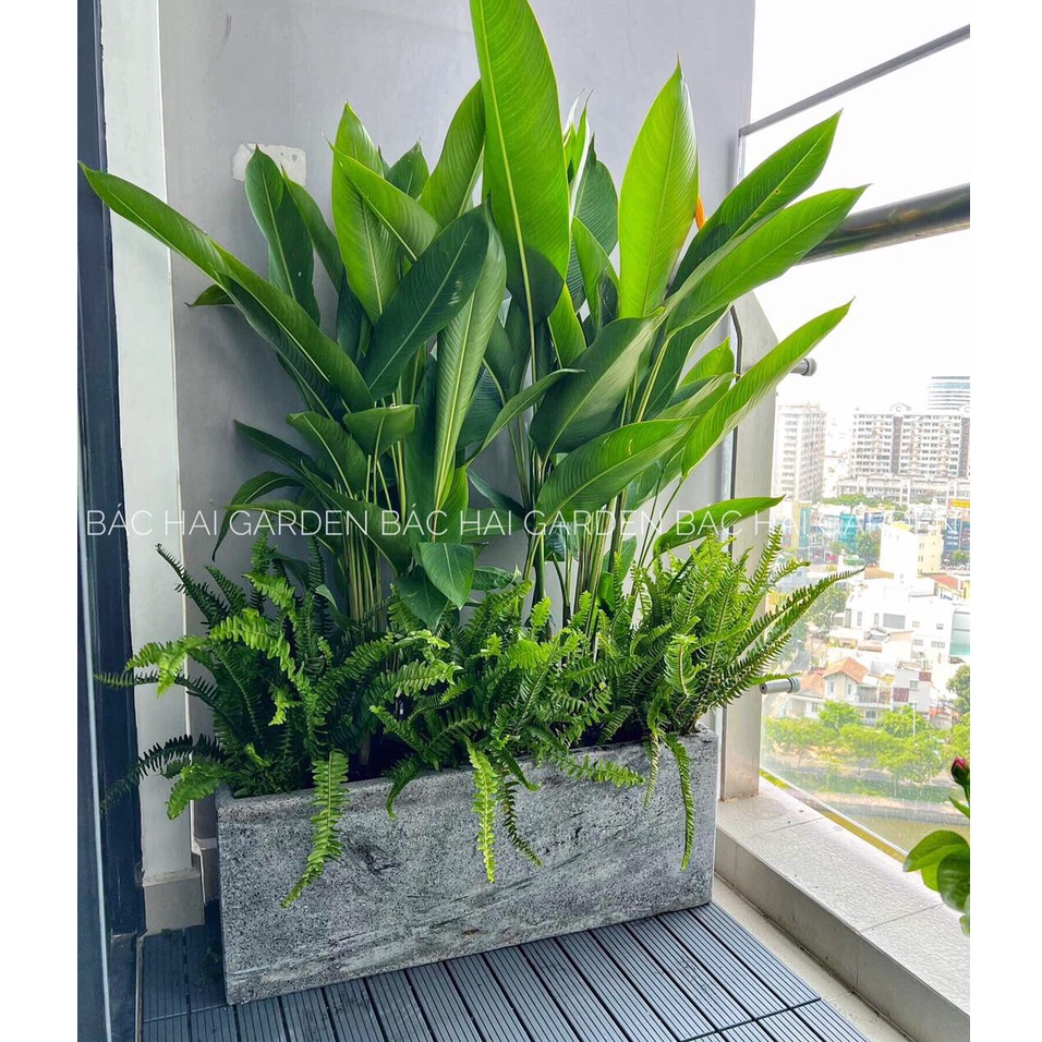 CHẬU TRỒNG CÂY XI MĂNG CHỮ NHẬT DÀI XÁM – ĐEN
