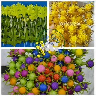 Nụ hoa sao nhái(10 sp). Sản phẩm loại 1