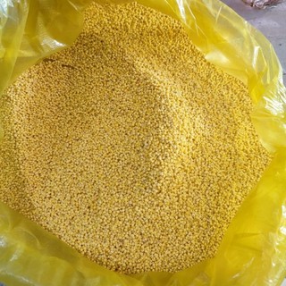 500gr hạt kê nếp vàng Nghệ An, dẻo, hàng ngon chuẩn xuất khẩu