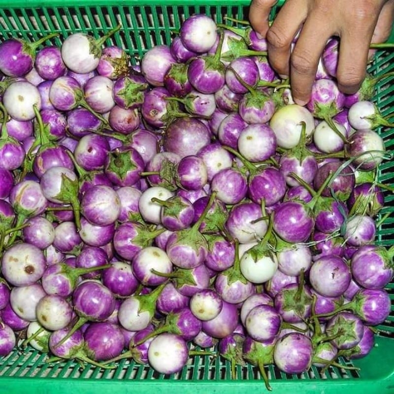 💥 Hạt giống cà pháo trộn sẵn các màu 1gam 💢 Dòn Ngon💥 Cực kỳ Năng Suất