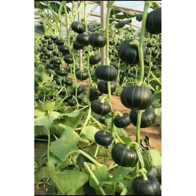 hạt giống bí ngô nhật mini Nhật siêu quả 💞 F1 Nhập Khẩu😊 chất lượng vàng