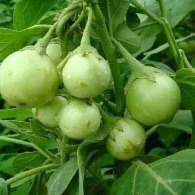 💥 Hạt giống cà pháo trộn sẵn các màu 1gam 💢 Dòn Ngon💥 Cực kỳ Năng Suất