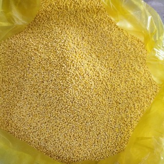 500gr hạt kê nếp vàng Nghệ An, dẻo, hàng ngon chuẩn xuất khẩu
