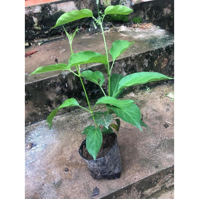 Combo 5 cây giống thìa canh lá to hay còn gọi là cây rau mỏ | Shopee ...