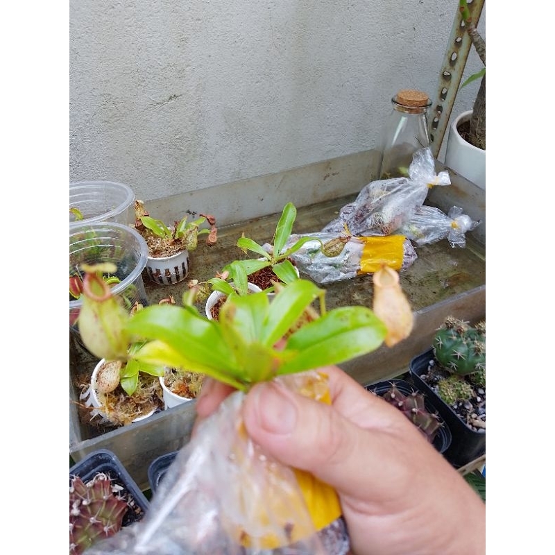 Nắp ấm mini | Shopee Việt Nam