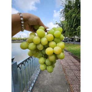 GIAO NHANH HCM - Nho Không hạt ngọt 500GR/1 hộp