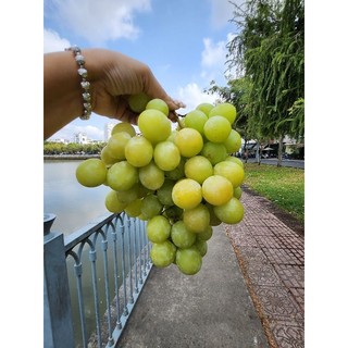 [ JENNY FRUIT ] GIAO NHANH HCM - Nho Không hạt ngọt 500GR/1 hộp