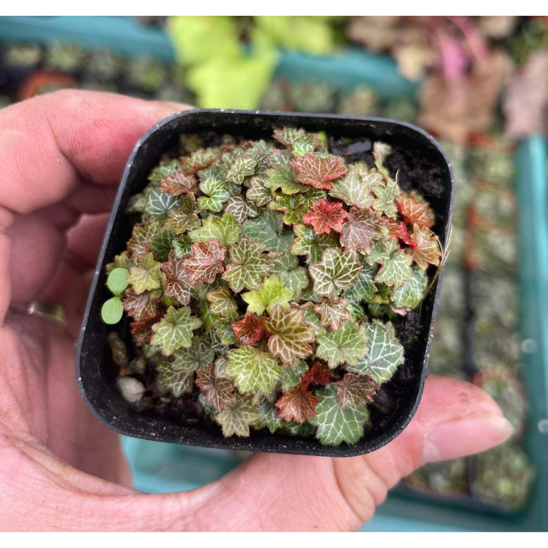 Cây Micro Straberry Begoina - set up, tạo điểm nhấn bể bán cạn, terrarium