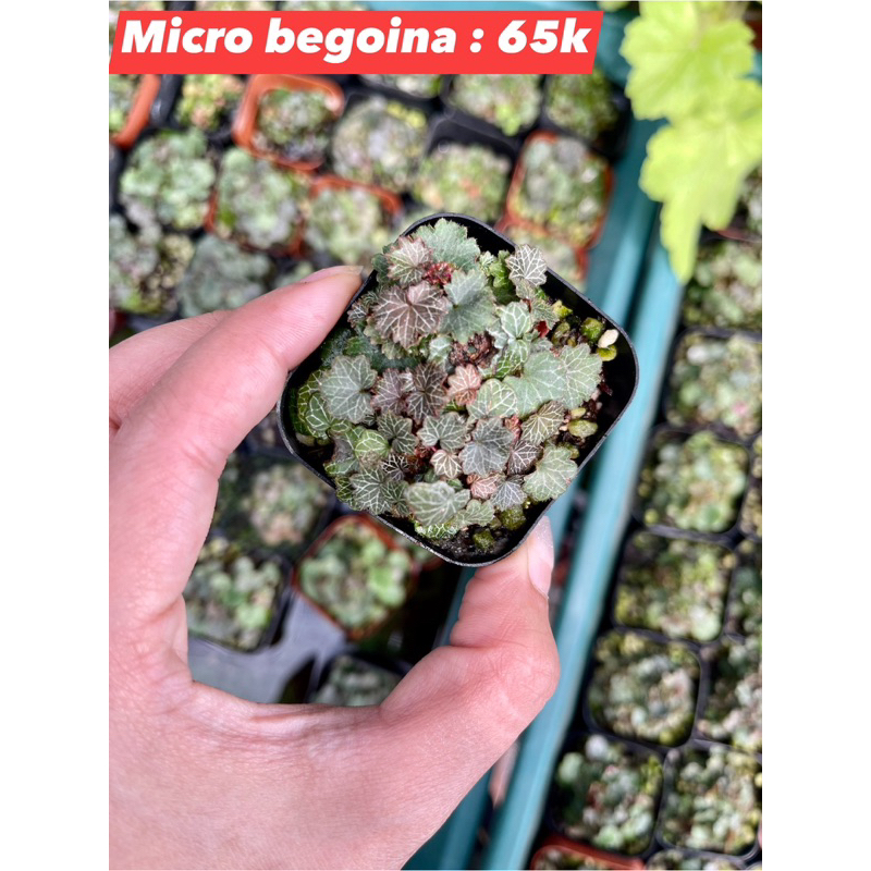 Cây Micro Straberry Begoina - set up, tạo điểm nhấn bể bán cạn, terrarium