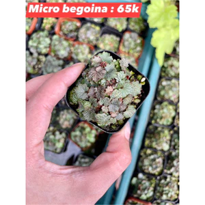 Cây Micro Straberry Begoina - set up, tạo điểm nhấn bể bán cạn, terrarium