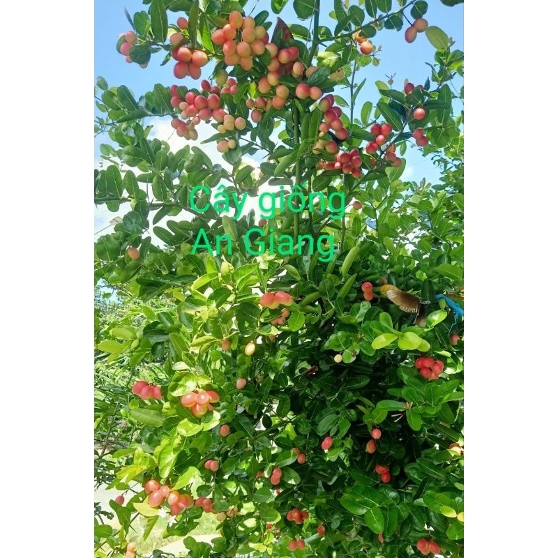 cây si rô giá 3 cây 45k cao 15cm | Shopee Việt Nam