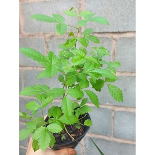 Cây ngũ trảo (cây giống)