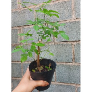 Cây ngũ trảo (cây giống)