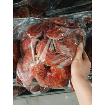 Nấm linh chi đỏ,nấm linh chi rừng,nấm linh chi loại 1 đỏ đẹp,rất tốt cho sức khoẻ
