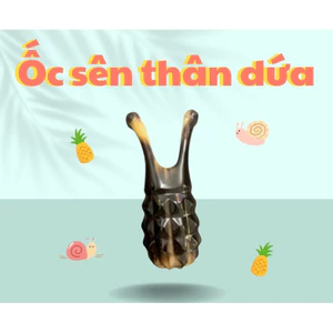 Ốc sên thân dứa massage bằng sừng, dụng cụ ấn huyệt điện chuẩn khuyên người tiêu dùng