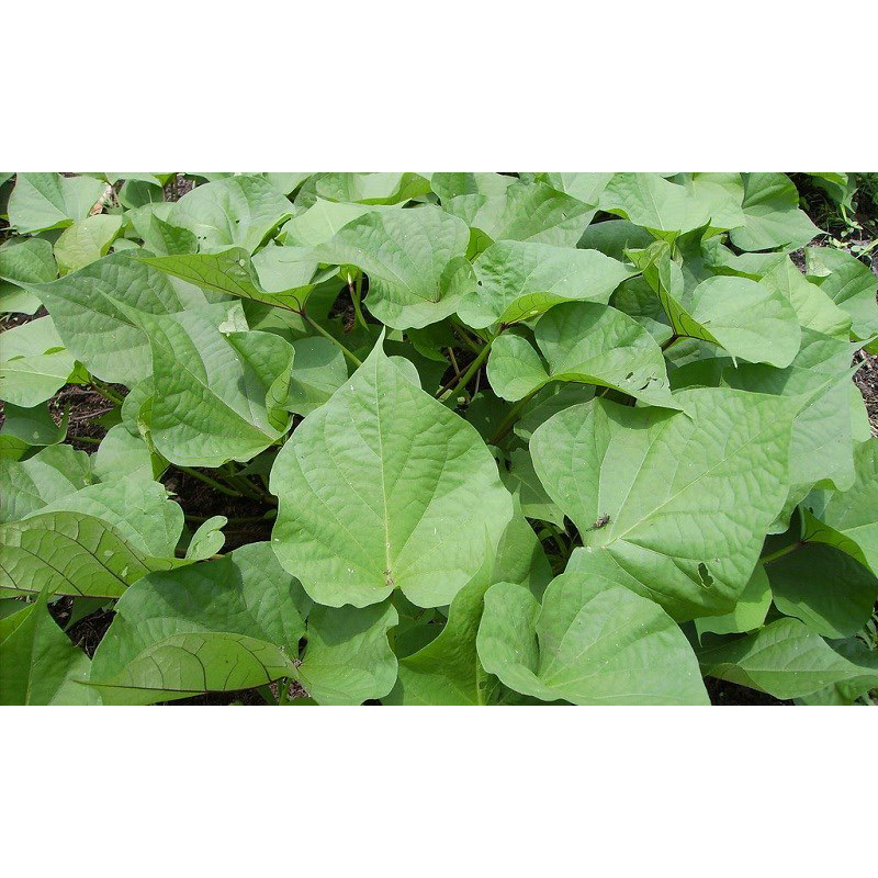 Cây rau lang Nhật ( 10 cây ) | Shopee Việt Nam