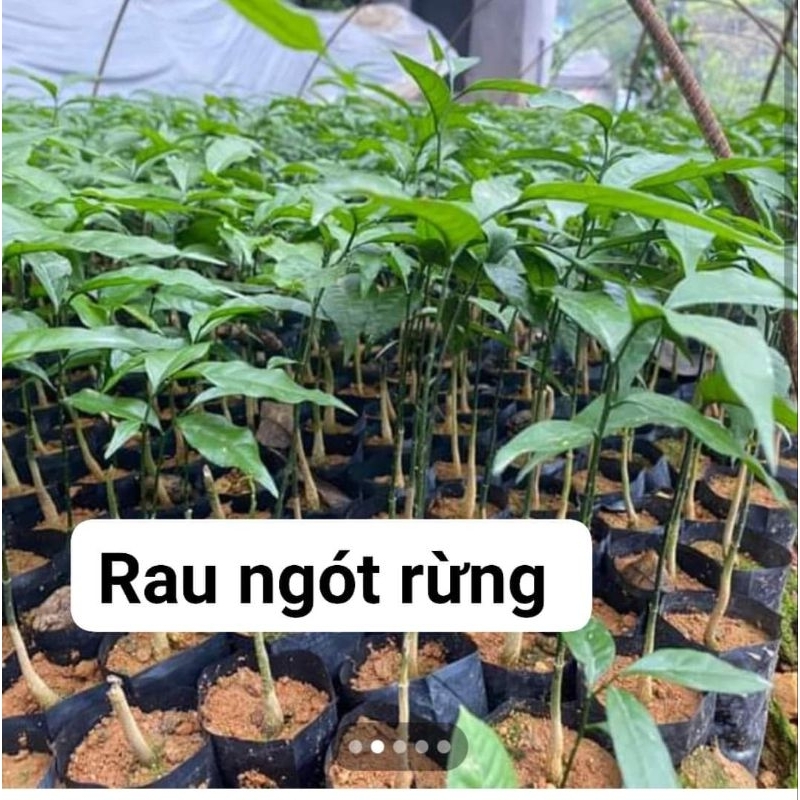combo 10 cây rau ngót rừng(rau sắng. mỳ chính)ảnh cuối | Shopee Việt Nam