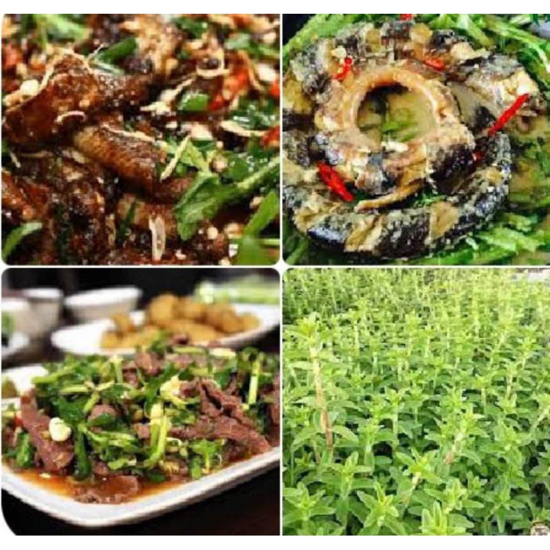 5 cây rau ngổ , cây ngó ôm | Shopee Việt Nam