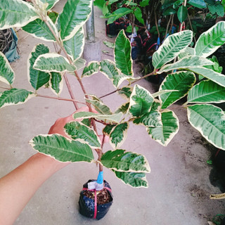 Cây Ổi Cẩm Thạch - cây cảnh sân vườn cho quả 4 mùa quanh năm