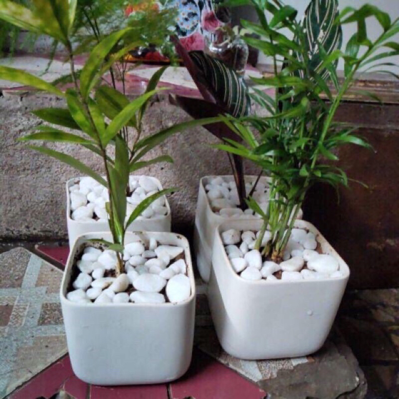 1kg sỏi đại,đá trắng bỏ gốc cây , trang trí cây bon sai, bể cá , sân vườn nhiều size để chọn