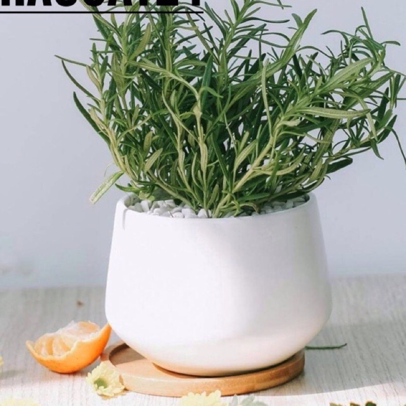 Chậu sứ Bát Tràng men mát dáng tròn (Chậu gốm sứ kim cương) cỡ nhỏ trồng cây,trồng sen đá siêu đẹp
