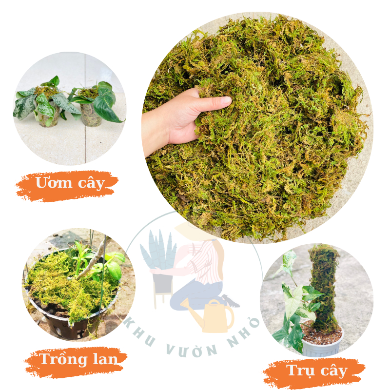 Rêu rừng khô dùng làm trụ cây, ươm cây, trồng lan, cây cảnh | Shopee ...