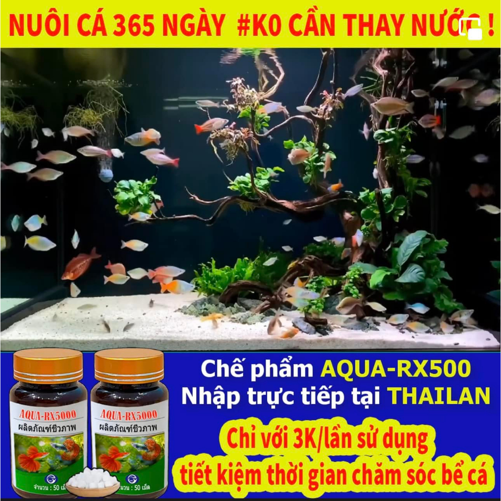 ( LẺ VIÊN) CHẾ PHẨM VI SINH AQUA RX5000 THÁI LAN 365 NGÀY KHÔNG CẦN THAY NƯỚC