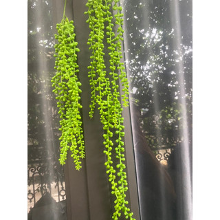 Bụi rủ giọt lệ( rủ hạt tiêu, rủ chuỗi Ngọc)5 nhánh chất liệu cao su cao cấp bền đẹp- Hoa giả decor