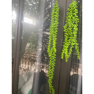 Bụi rủ giọt lệ( rủ hạt tiêu, rủ chuỗi Ngọc)5 nhánh chất liệu cao su cao cấp bền đẹp- Hoa giả decor