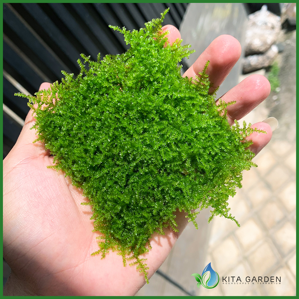Rêu Mini Taiwan - Rêu Thuỷ Sinh Minitaiwan | Dán Bonsai, Dán Lũa Bể ...