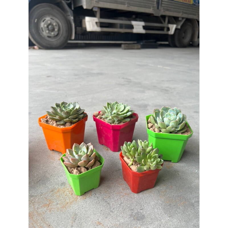Chậu nhựa trồng sen đá, xương rồng (10*8.5cm) đủ màu, ảnh thật tại shop