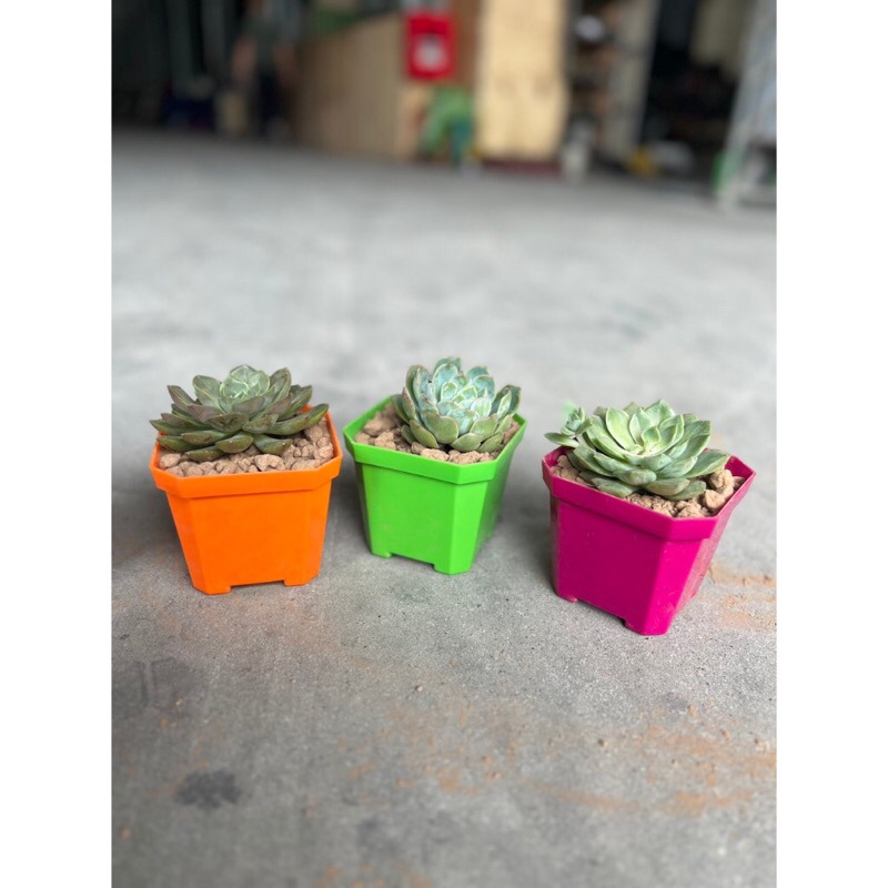 Chậu nhựa trồng sen đá, xương rồng (10*8.5cm) đủ màu, ảnh thật tại shop