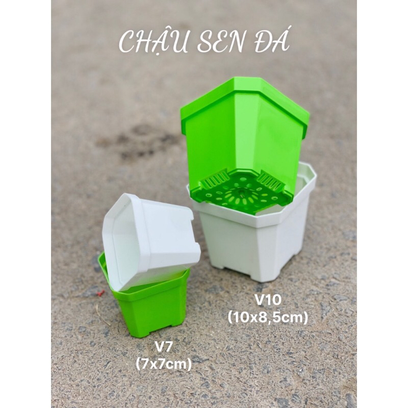 Chậu nhựa trồng sen đá, xương rồng (10*8.5cm) đủ màu, ảnh thật tại shop