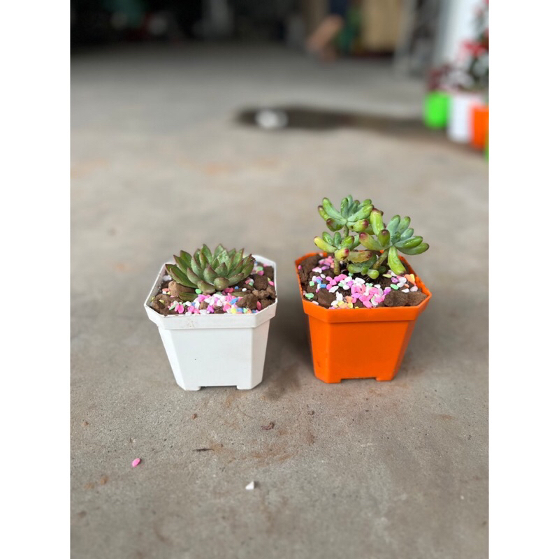 Chậu nhựa trồng sen đá, xương rồng (10*8.5cm) đủ màu, ảnh thật tại shop