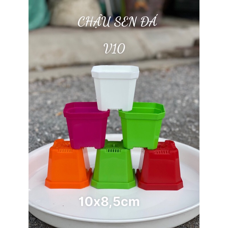 Chậu nhựa trồng sen đá, xương rồng (10*8.5cm) đủ màu, ảnh thật tại shop