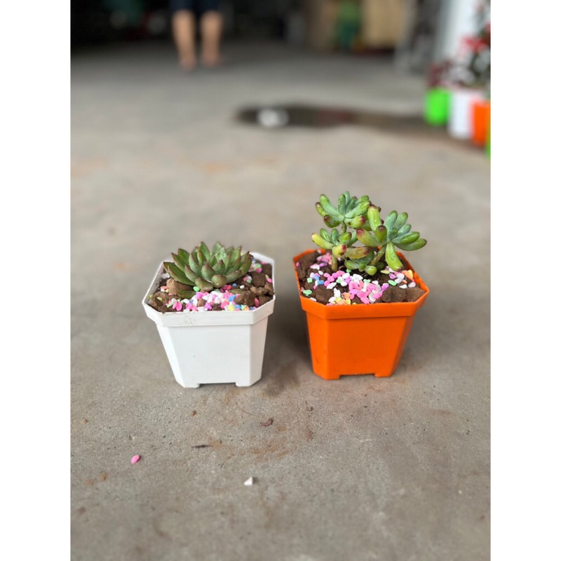 Chậu nhựa trồng sen đá, xương rồng (10*8.5cm) đủ màu, ảnh thật tại shop