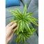 chậu hoa thuỷ trúc 40cm full combo như hình - cây giả trang trí