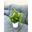 chậu hoa thuỷ trúc 40cm full combo như hình - cây giả trang trí